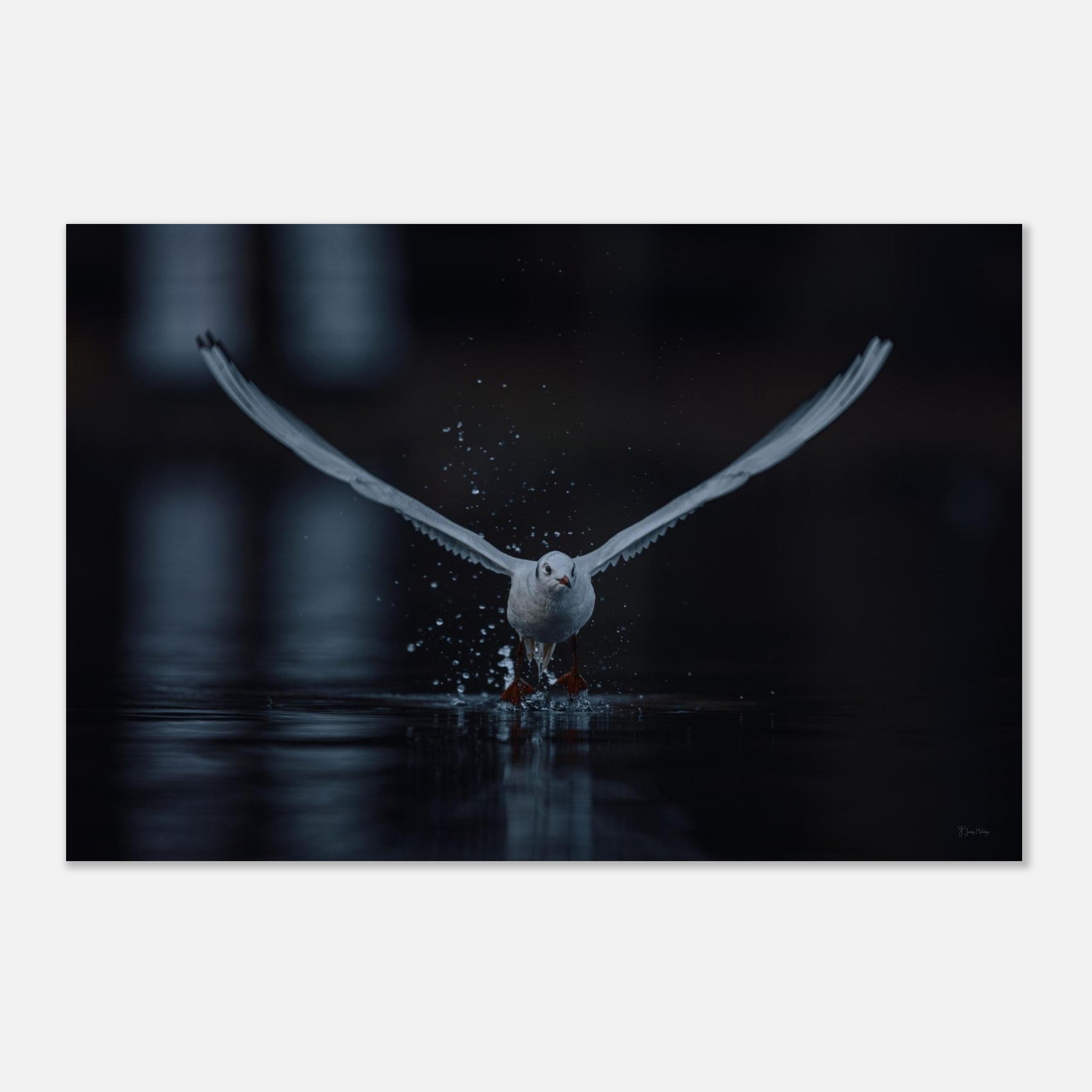 Aluminum Print: Birds of Freedom – James Malikey
