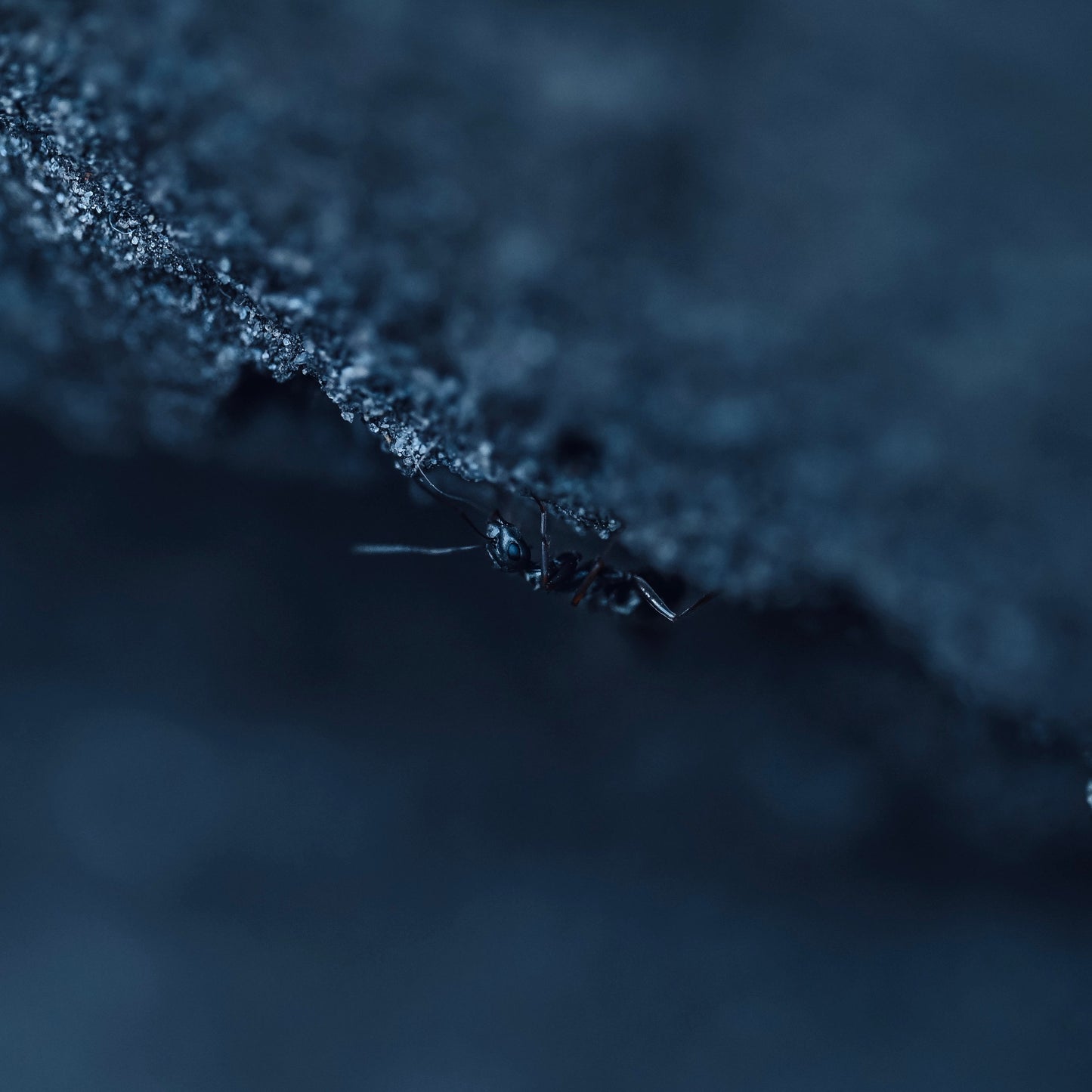 'Moody Blue' Piano Sheet (NOW FOR FREE)